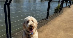 Hamilton to New Farm